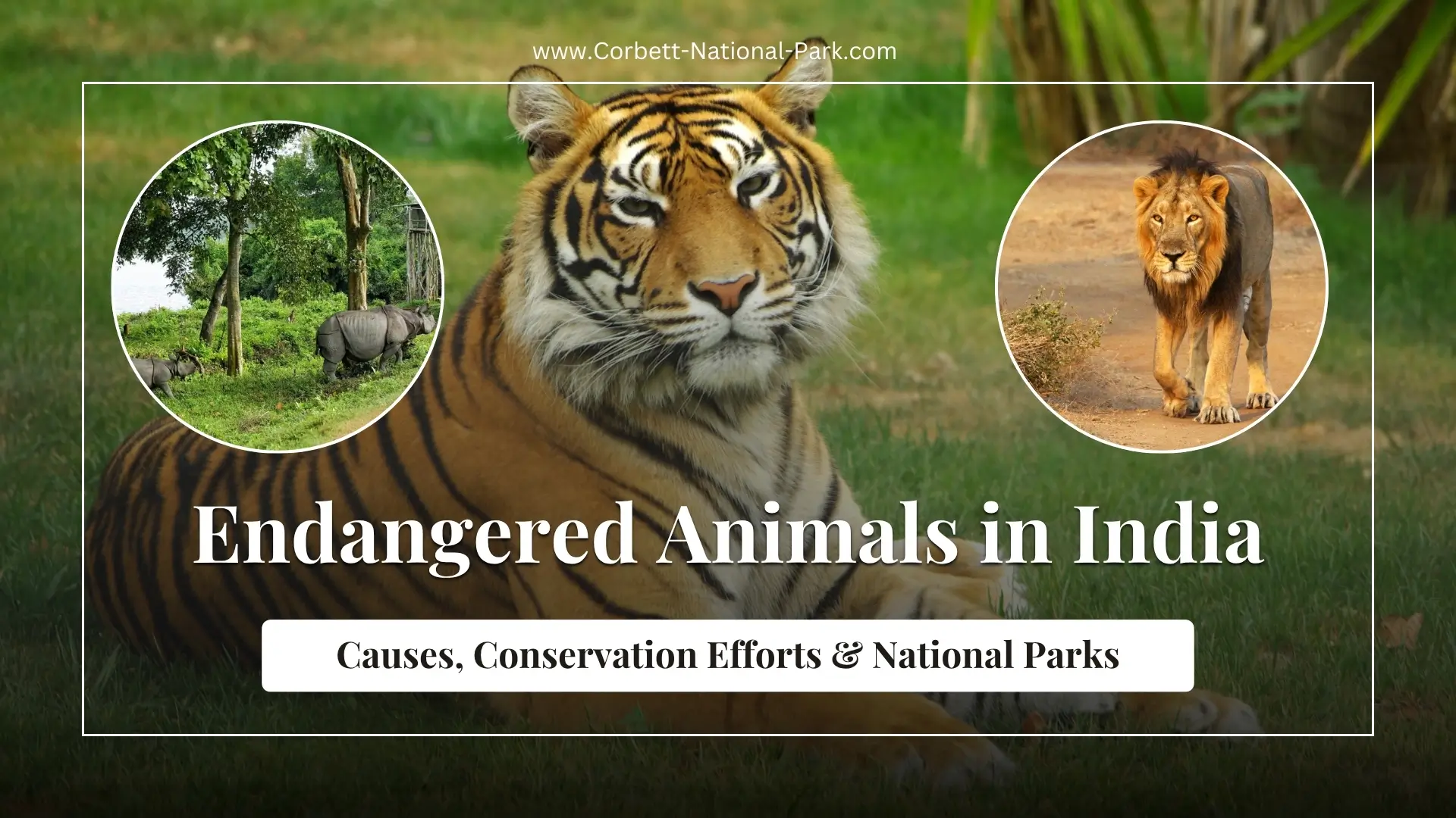 Endangered Animals in India: Causes, Conservation Efforts & National Parks