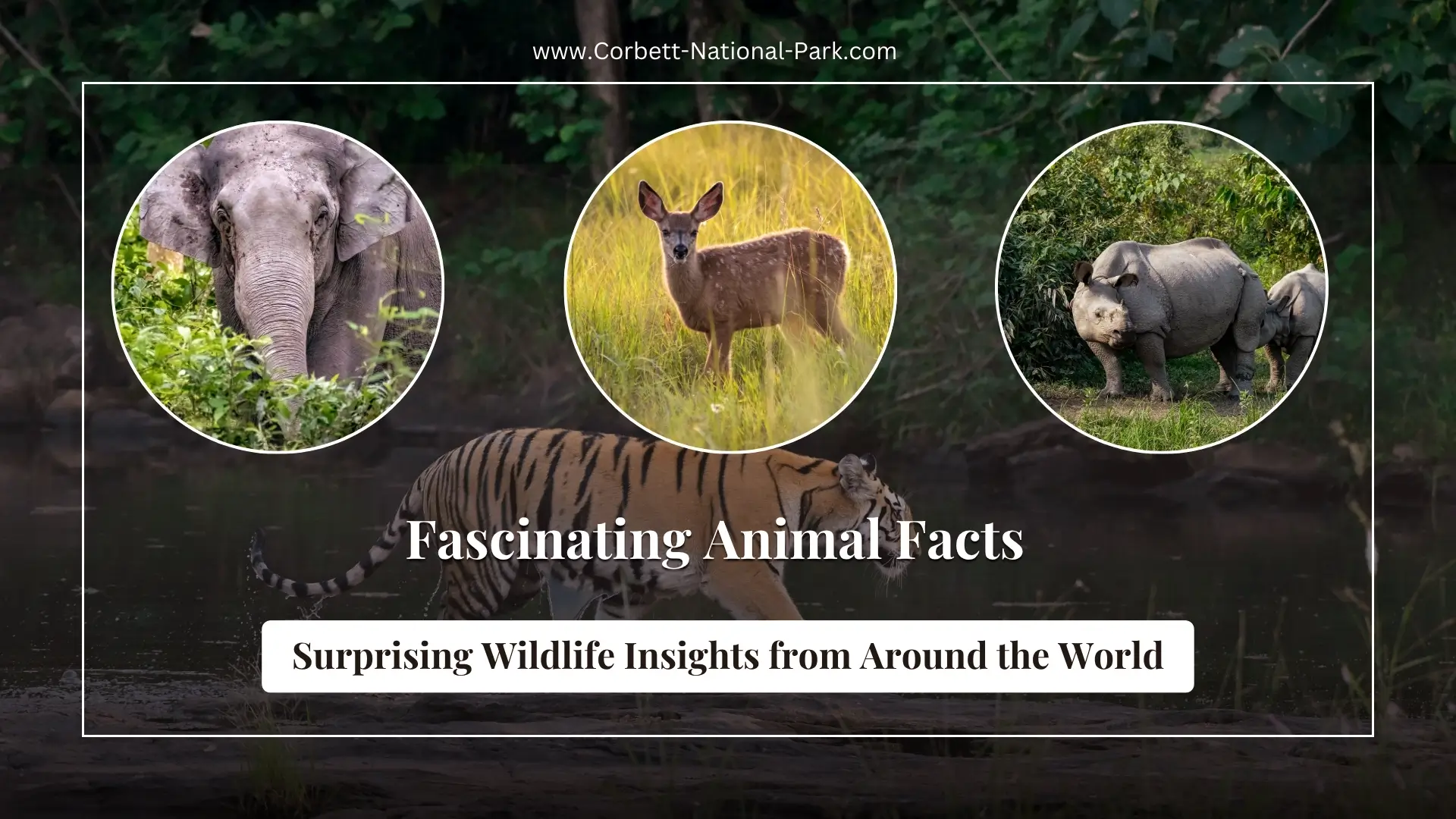 Fascinating Animal Facts: Surprising Wildlife Insights from Around the World