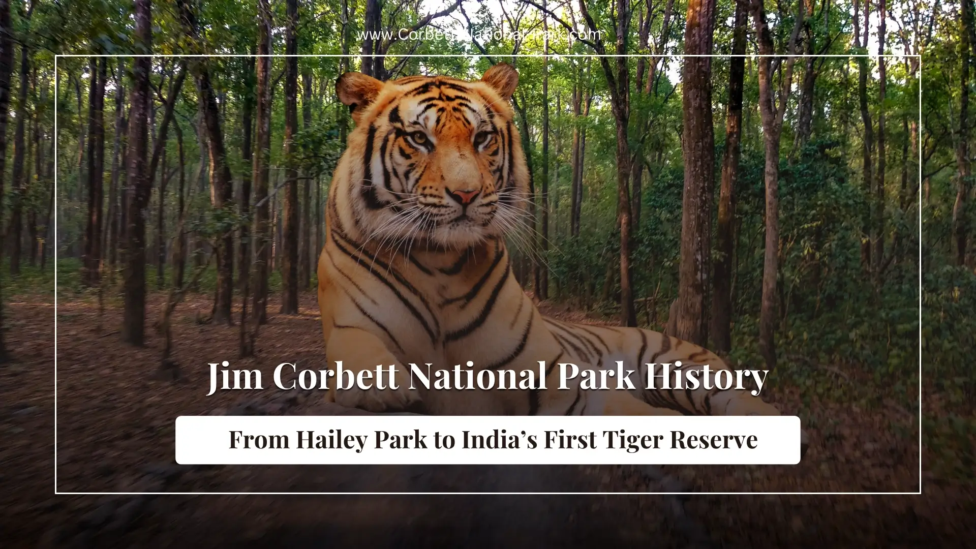 Jim Corbett National Park History: From Hailey Park to India’s First Tiger Reserve