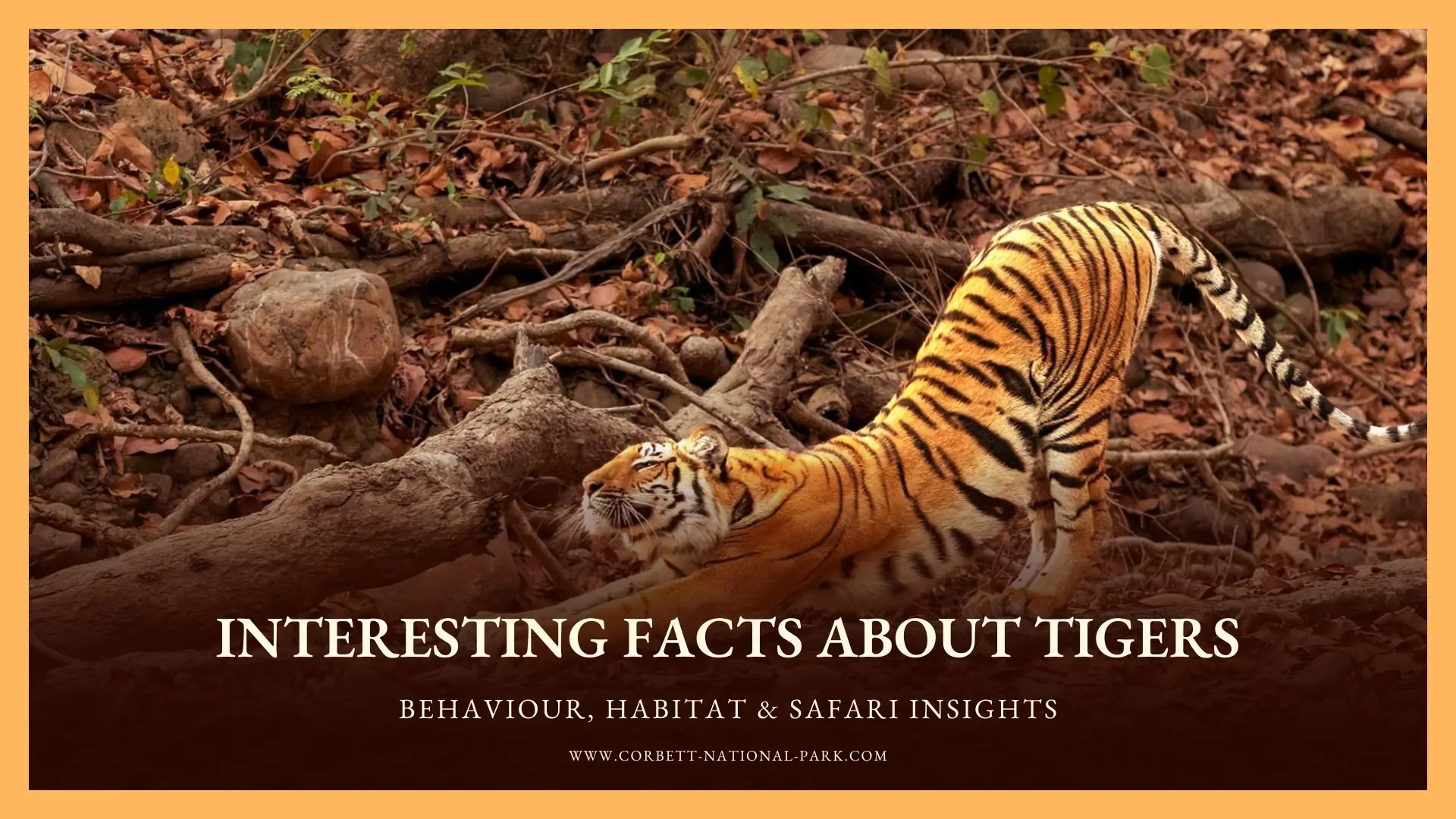 Interesting Facts About Tigers: Behaviour, Habitat & Safari Insights