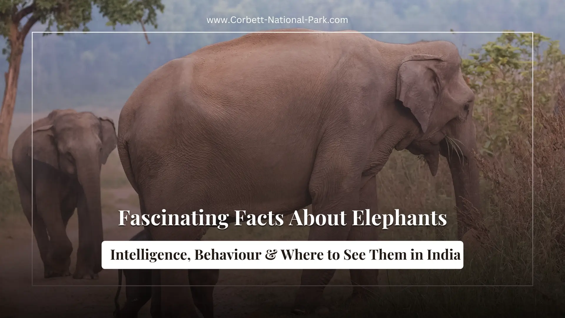 Fascinating Facts About Elephants: Intelligence, Behaviour & Where to See Them in India