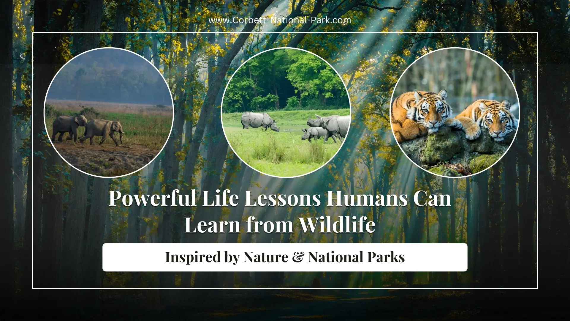 Powerful Life Lessons Humans Can Learn from Wildlife (Inspired by Nature & National Parks)
