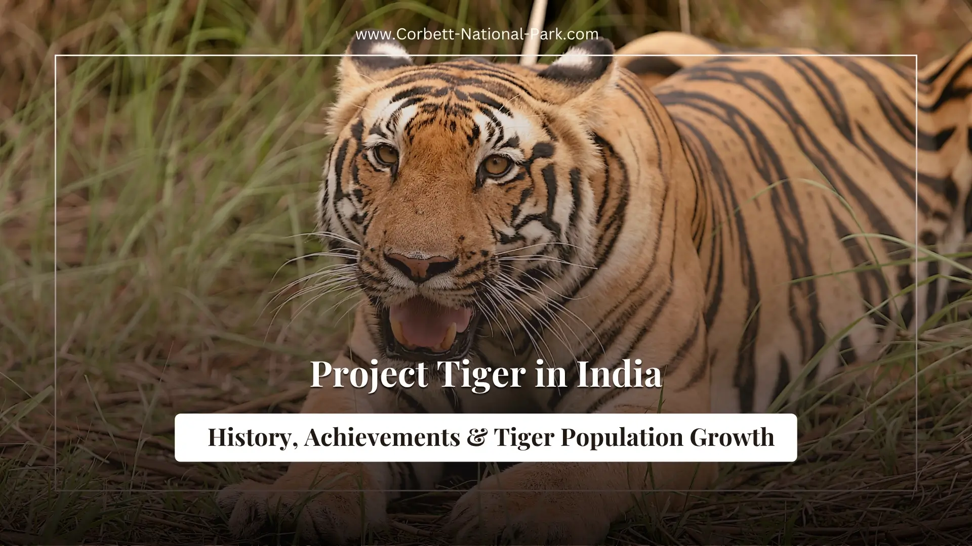 Project Tiger in India: History, Achievements & Tiger Population Growth