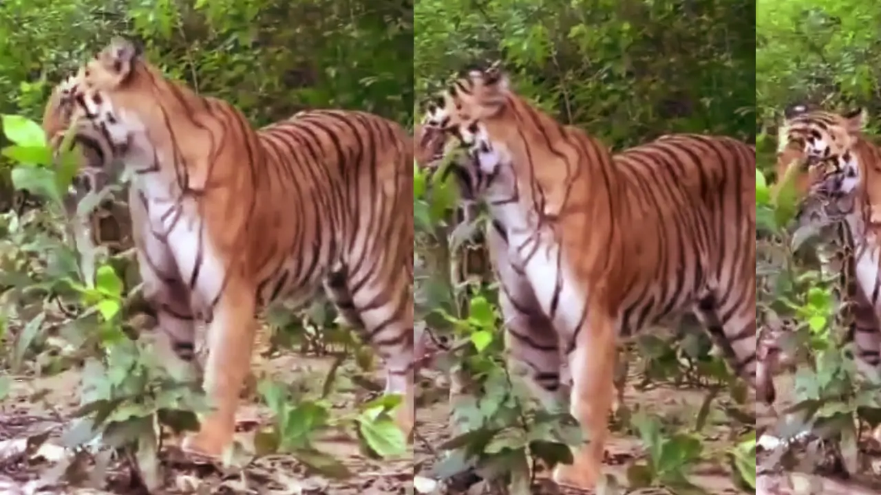 Tiger Hunts Giant Python in Corbett