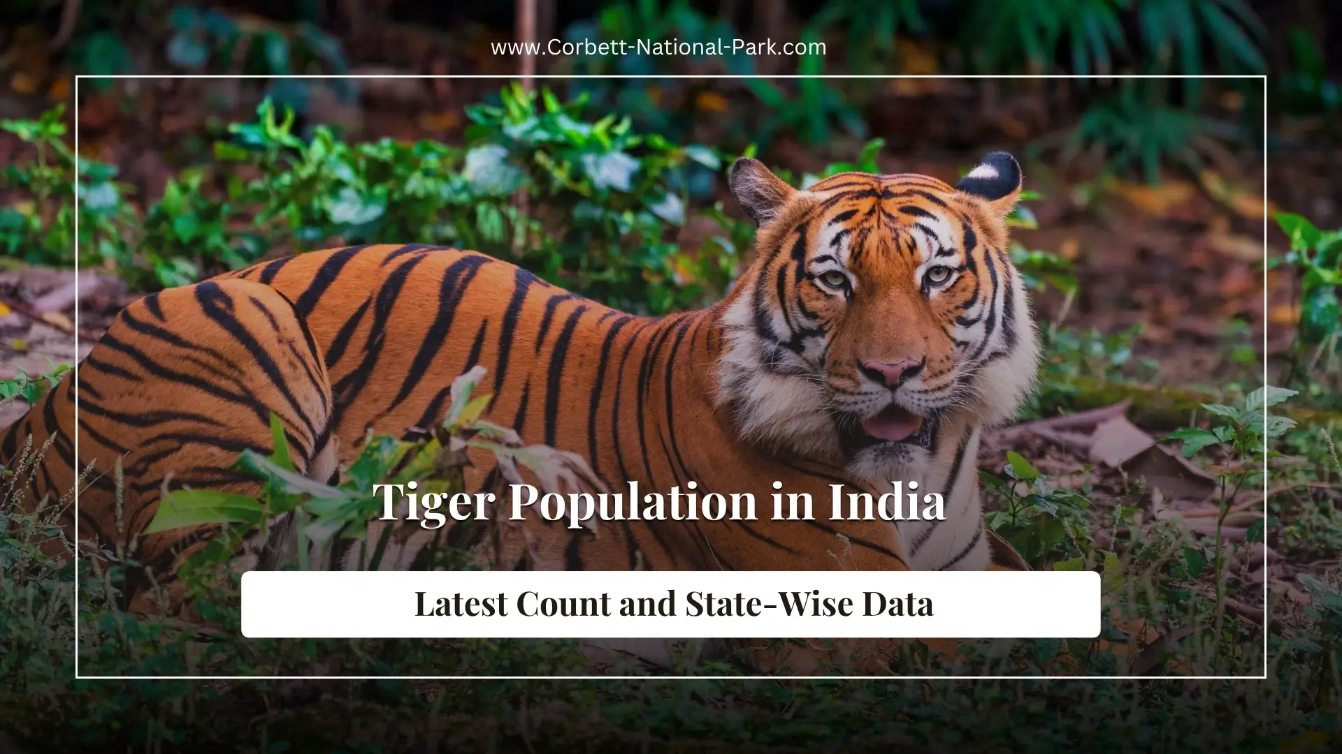 Tiger Population in India (2026): Latest Count, State-Wise Data & Best Places to See Tigers