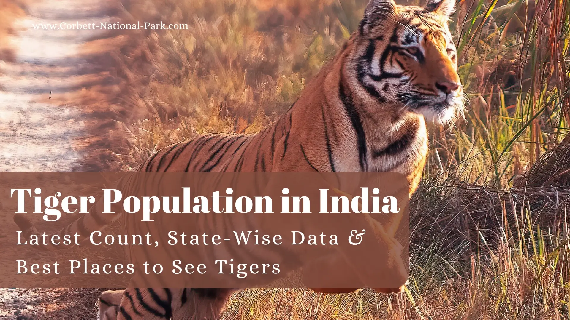 Tiger Population in India : Latest Count, State-Wise Data & Best Places to See Tigers