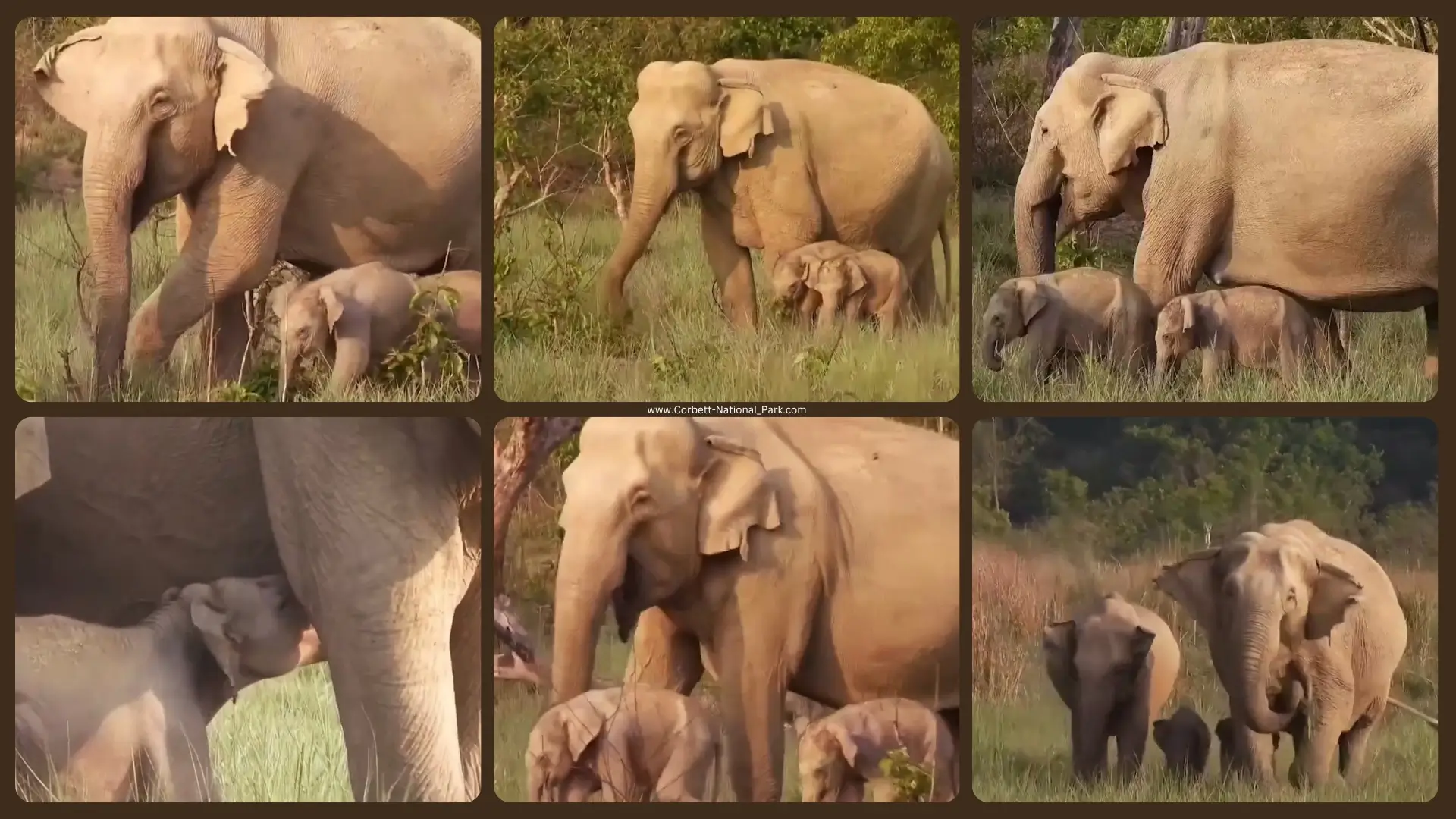 Rare Twin Elephant Birth in Jim Corbett National Park