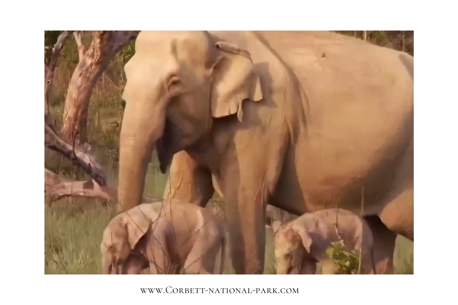 Rare Twin Elephant Birth in Jim Corbett National Park