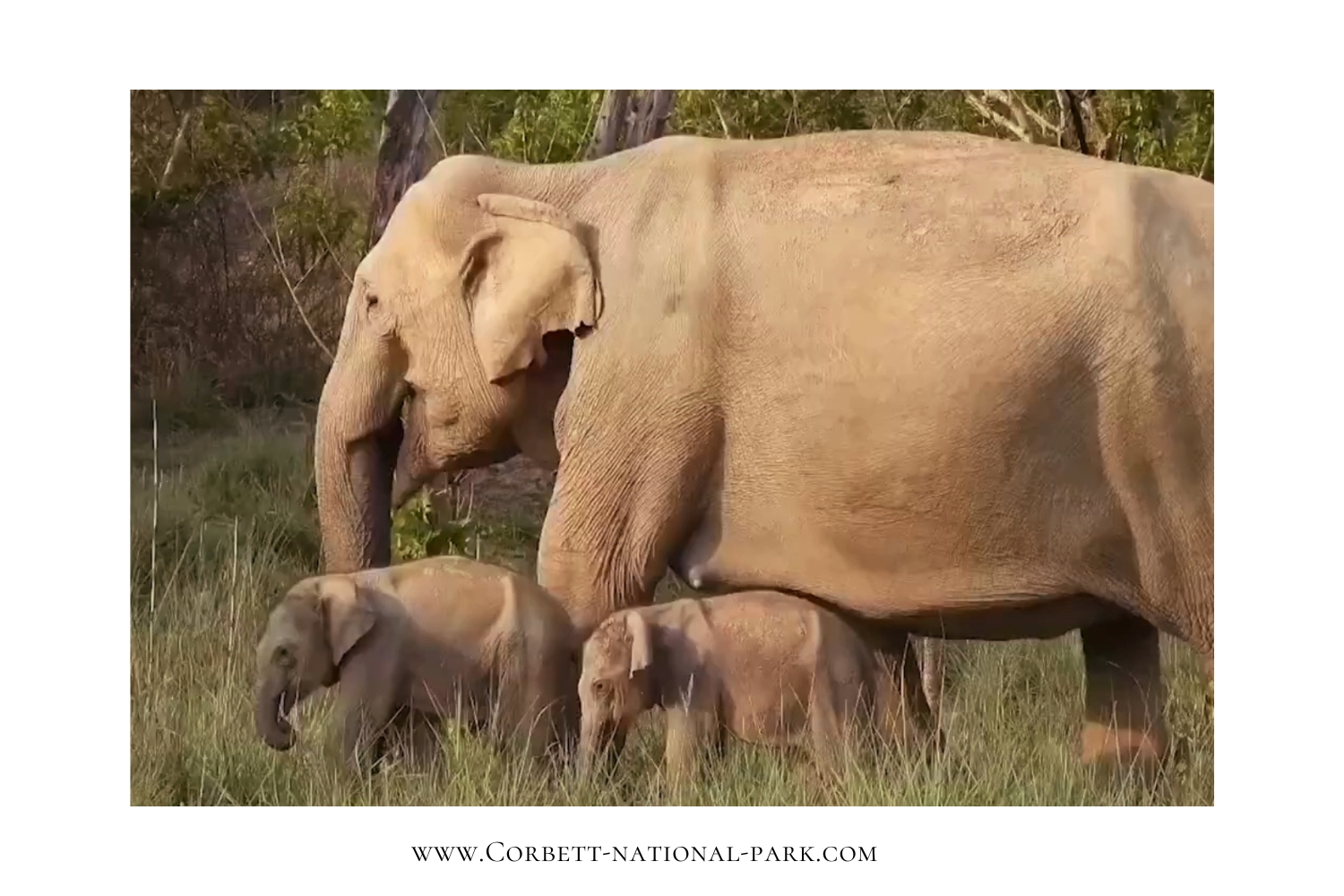 Rare Twin Elephant Birth in Jim Corbett National Park