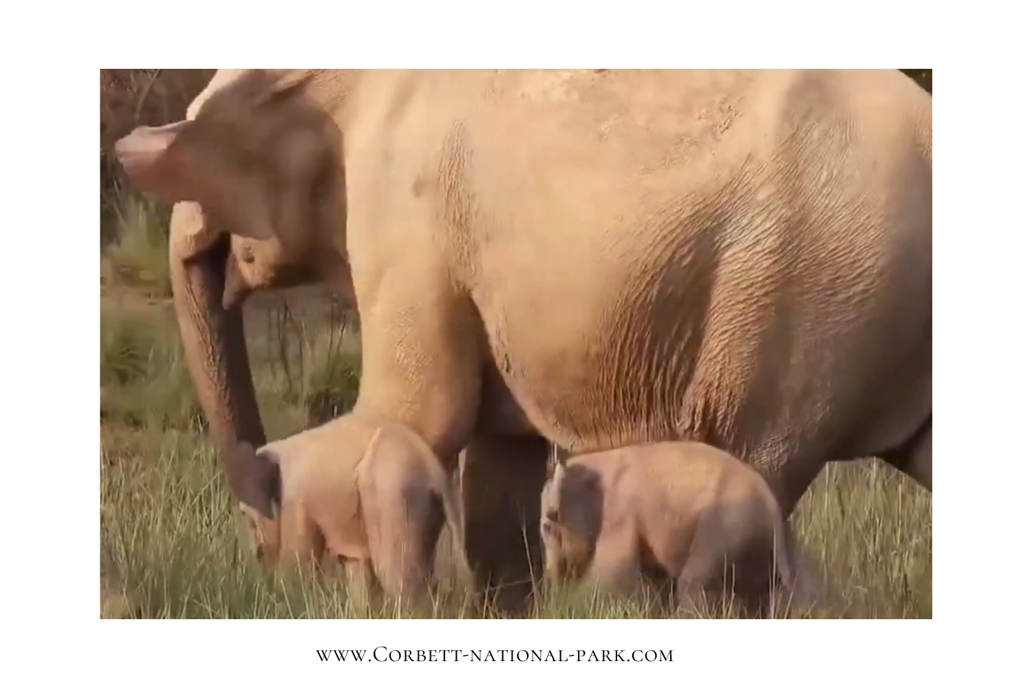 Rare Twin Elephant Birth in Jim Corbett National Park
