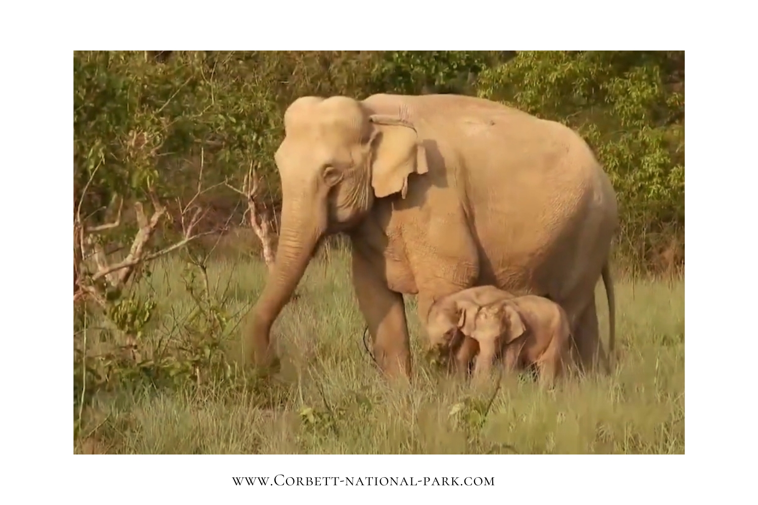 Rare Twin Elephant Birth in Jim Corbett National Park