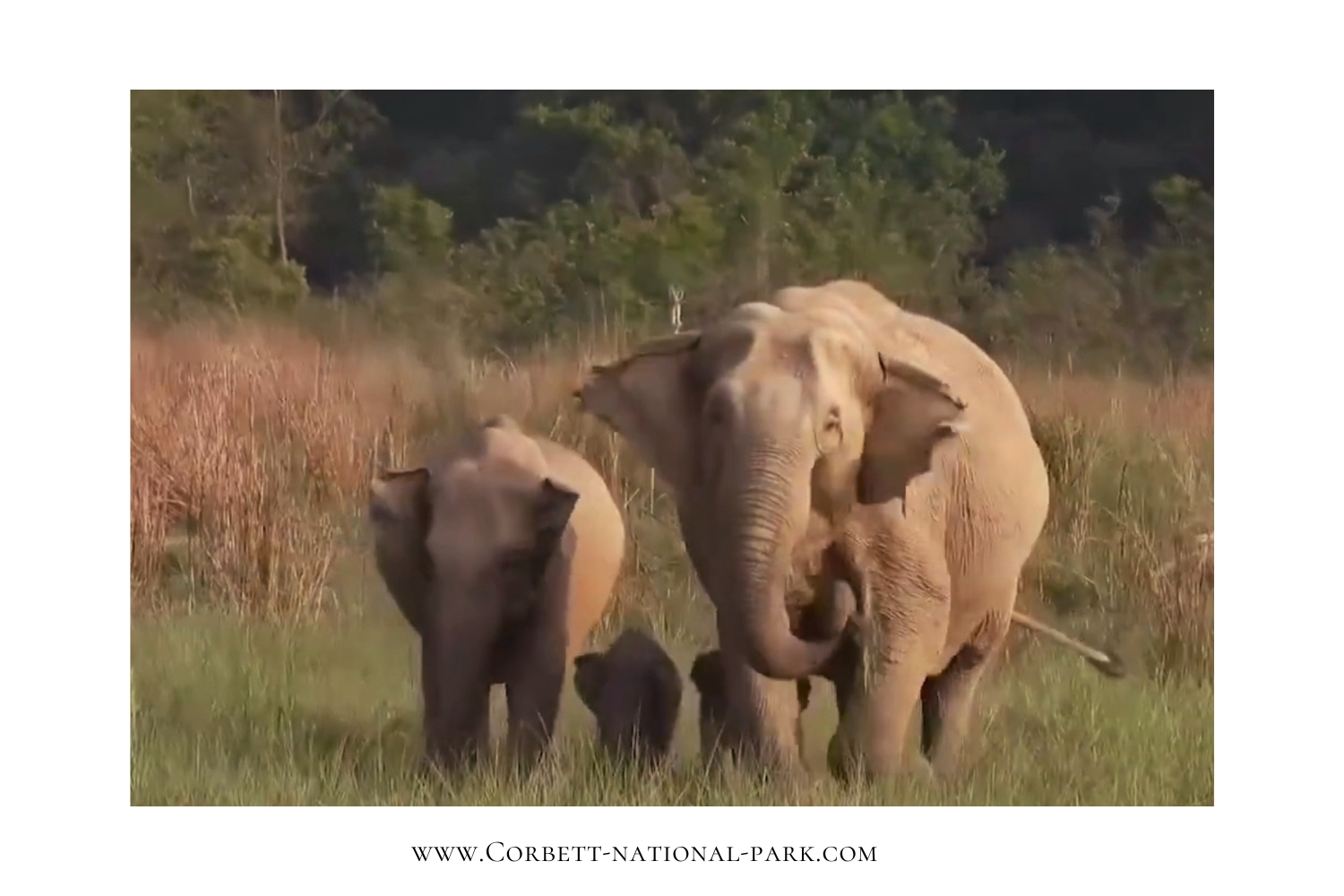 Rare Twin Elephant Birth in Jim Corbett National Park