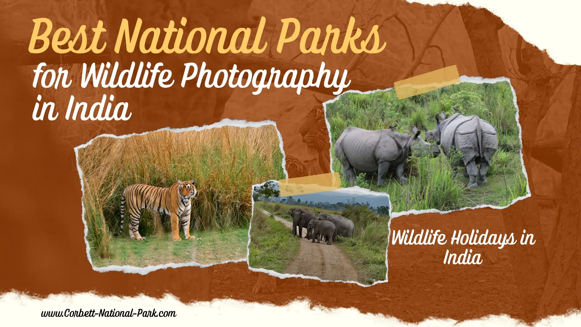 Best National Parks for Wildlife Photography in India