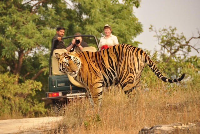 Safari in Corbett National Park