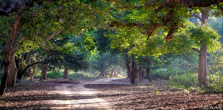 corbett national park