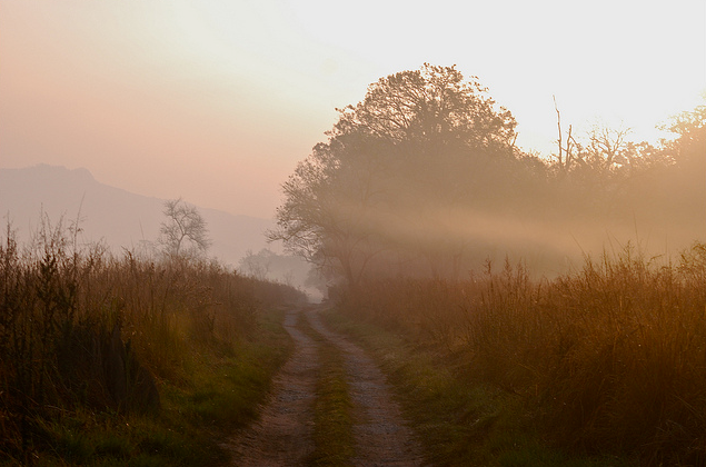 Morning Safari at Corbett