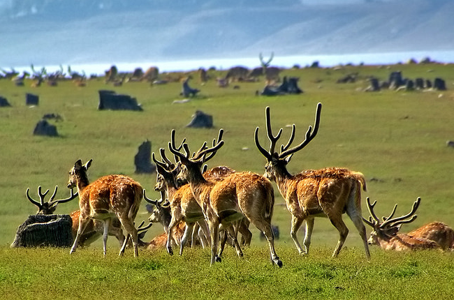 Spotted Deers in Corbett National Park