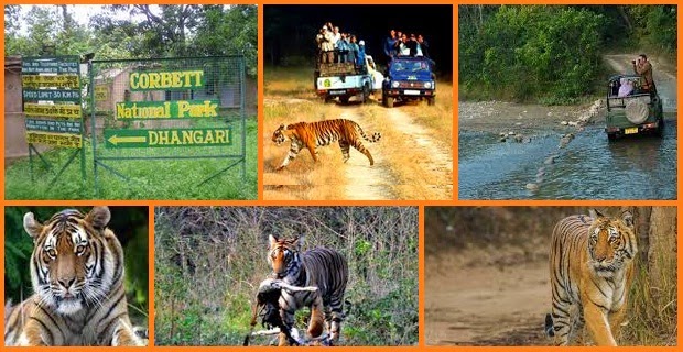 Jim Corbett National Park1 (1)