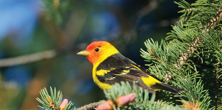 Bird Watching in corbett