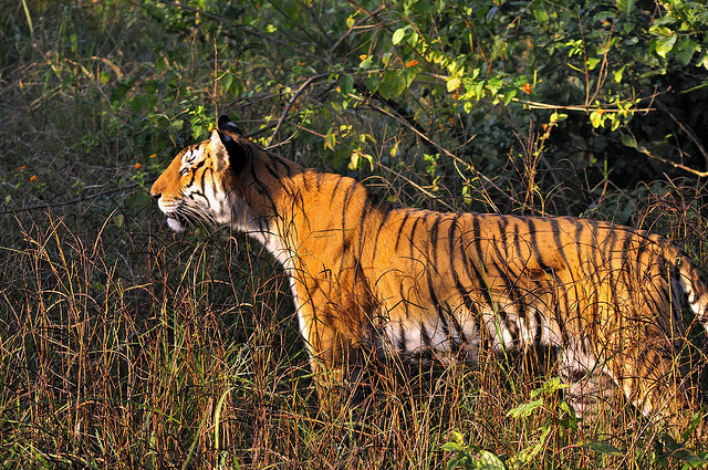 Surprising Facts about Bengal Tigers You Need To Know by jimcorbett safari  - Issuu