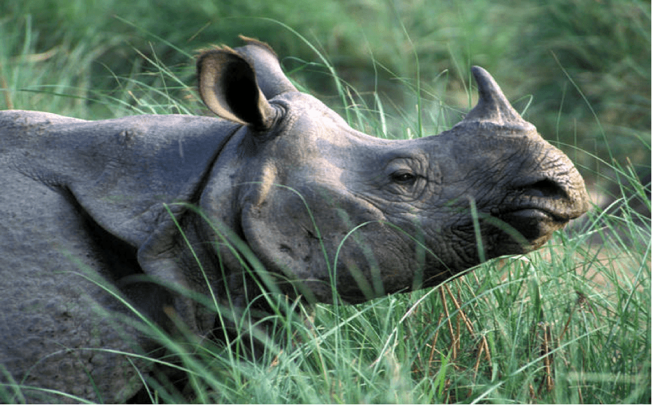 One-Horned Rhinoceros