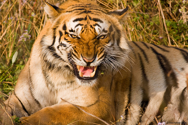 Royal Bengal Tiger