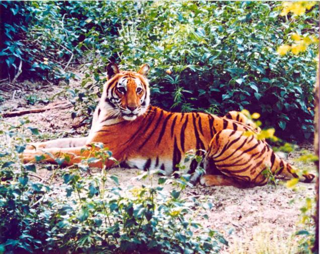 Tiger in Corbett