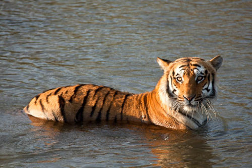 Corbett National Park Tiger