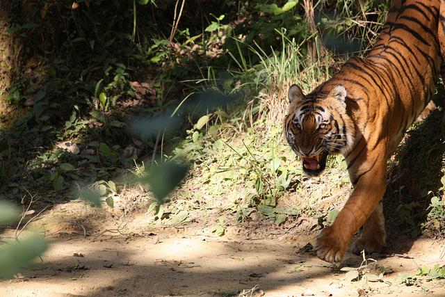 Corbett National Park Tiger