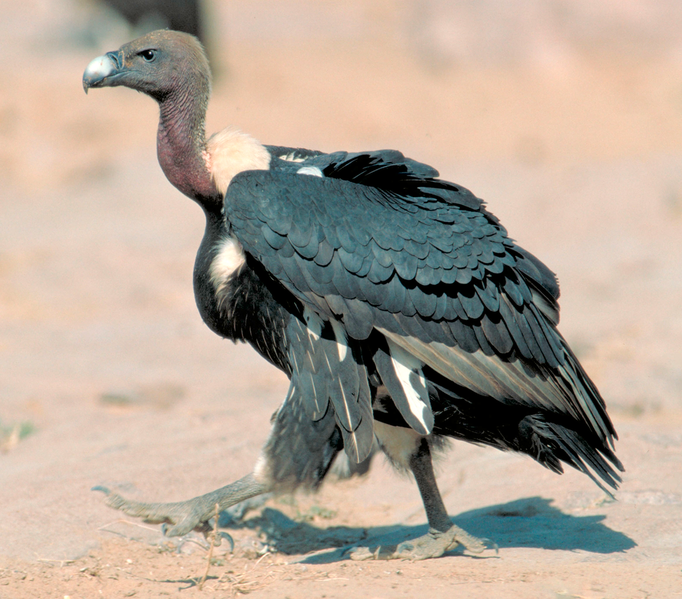 Indian White Backed Vulture