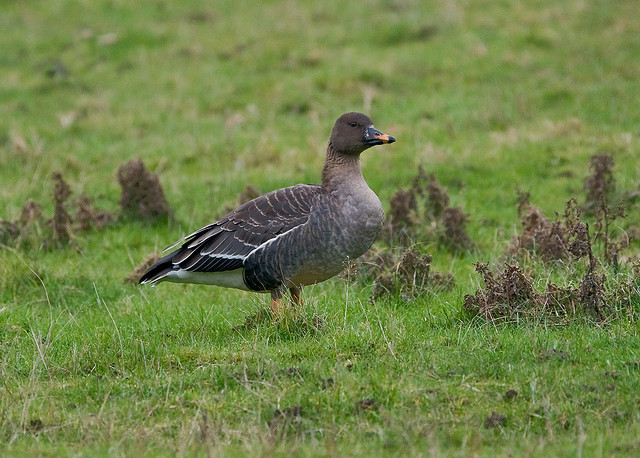 Lone Bean Goose