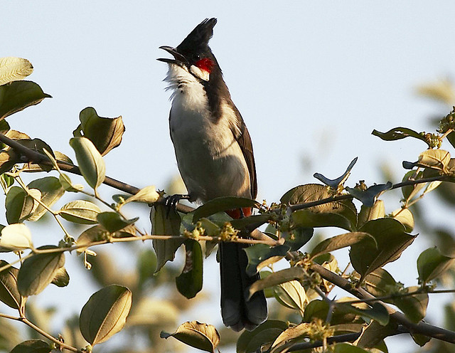 Red Whiskered Bulbul