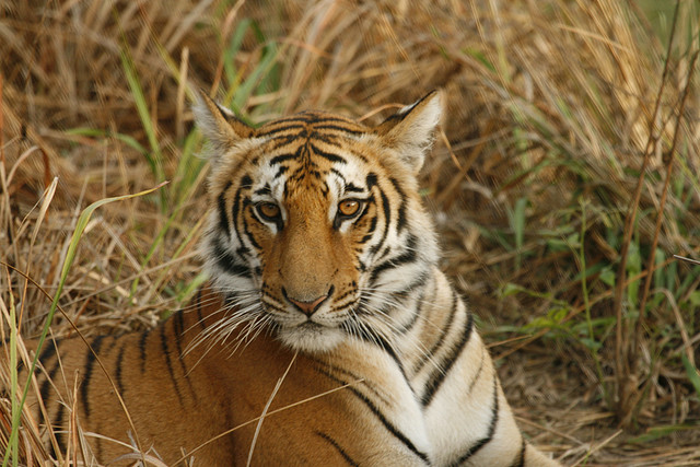 Tigress Corbett National Park