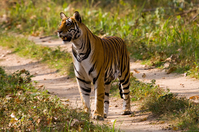 Kanha National Park Tiger