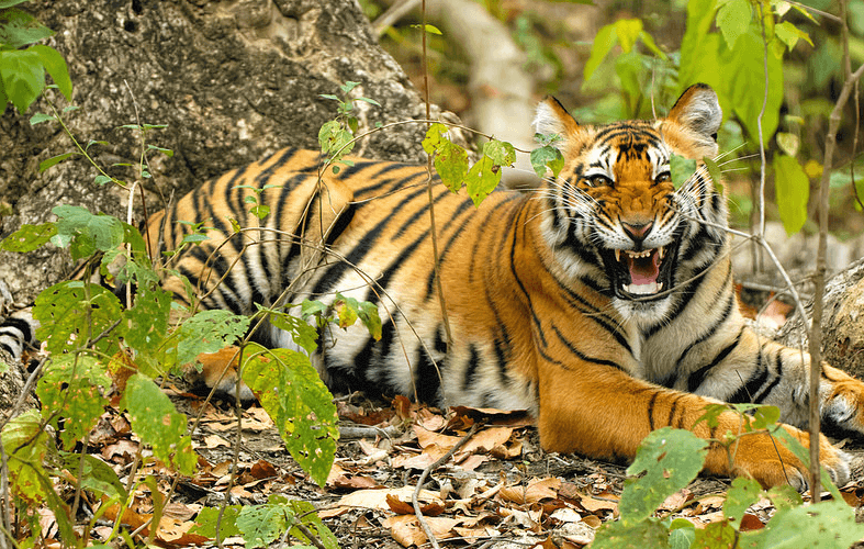 Tiger in Corbett