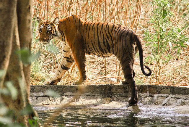 A-tigress-sighted-in-the-Bijrani-range-of-Corbett-Tiger-reserve-C-Sushil-Thukral