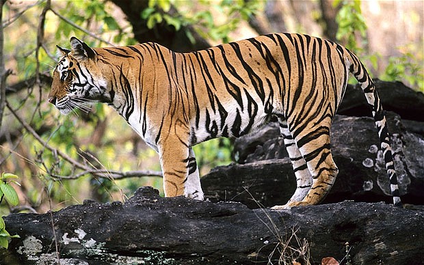Tiger Tourism in India