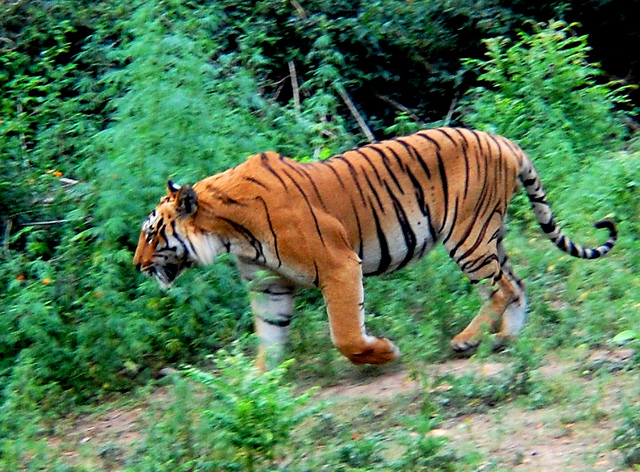Tiger at Corbett National Park