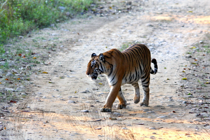 Tigeress_Walking_inside_the_Corbett_National_Park