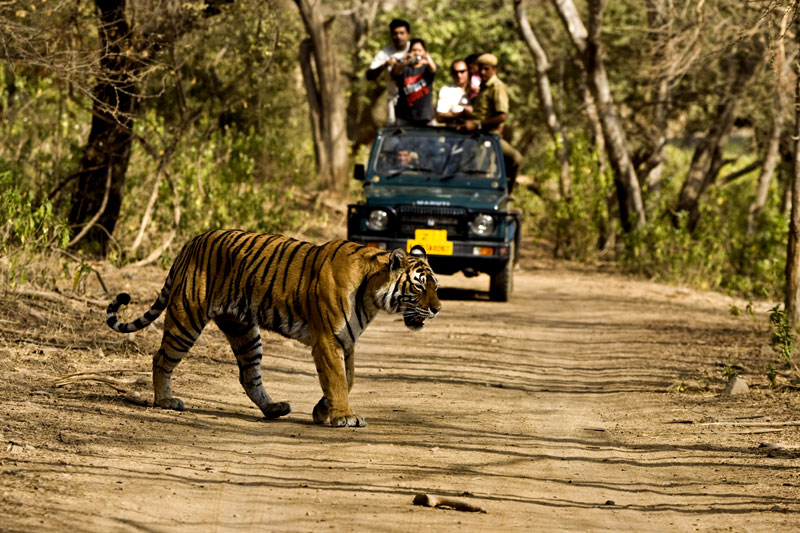 Tiger Tourism