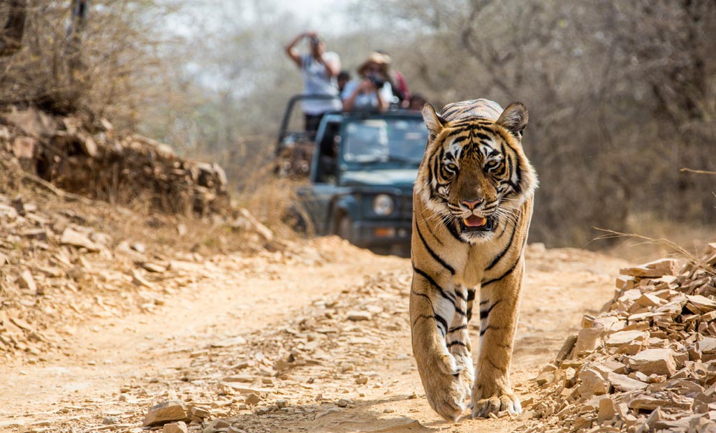 Corbett-National-Park-tiger