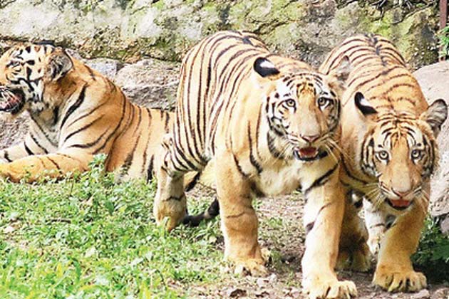 save tiger images