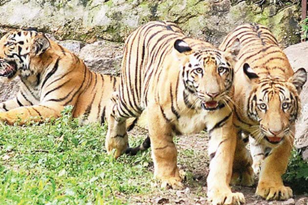 Corbett National Park Tiger