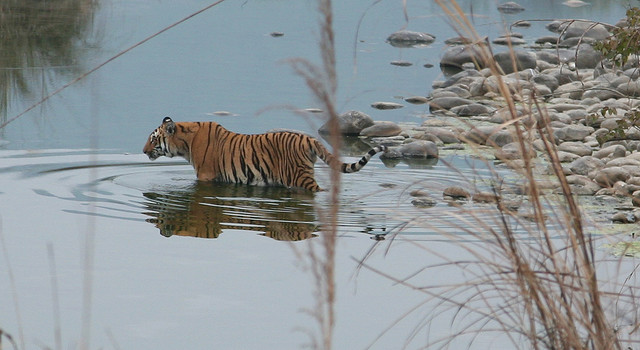 Corbett National Park Tiger