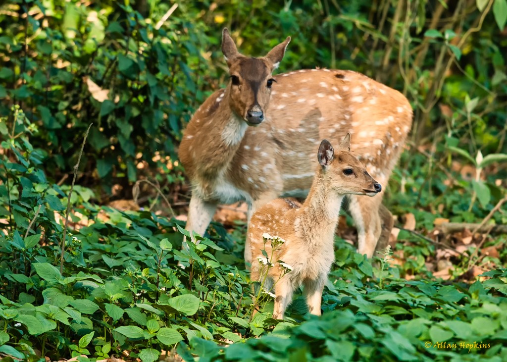 Spotted Deers @ Corbett National Park