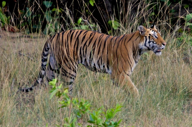 Bandhavgarh National Park Tiger