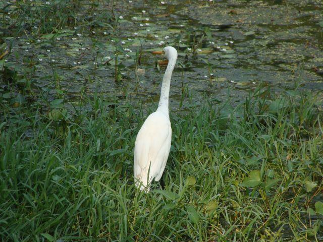 Bharatpur Bird