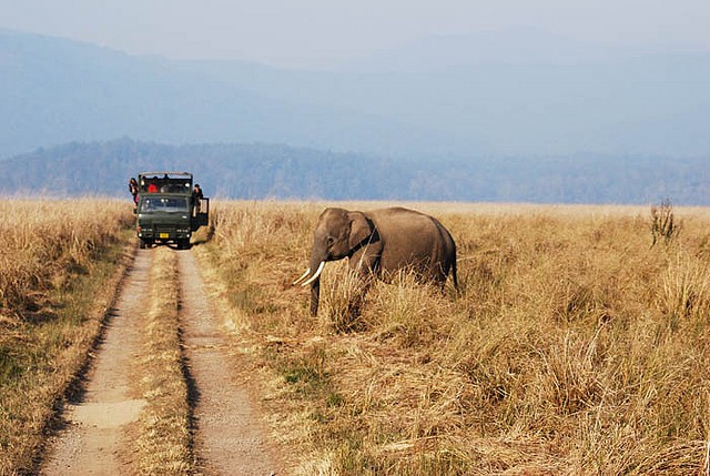 Corbett National Park-Gaurav Schimar