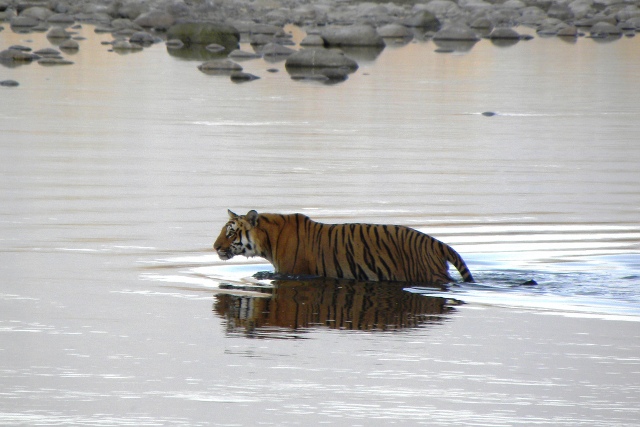 Corbett National Park Tiger