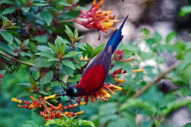 Corbett birds Nectarinia asiatica